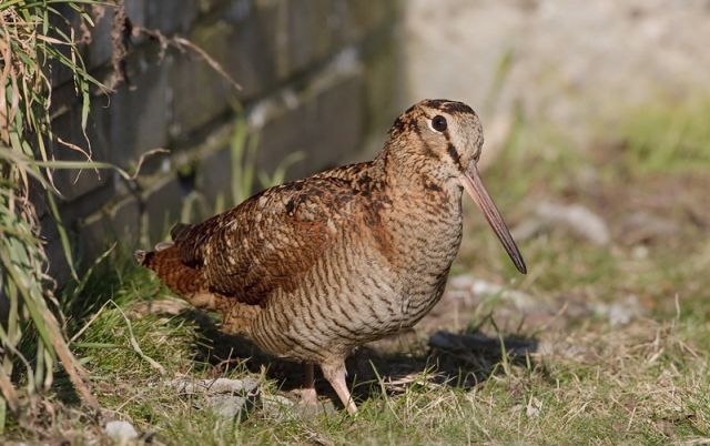 Chasse la b casse Chasse Domaine des Bois